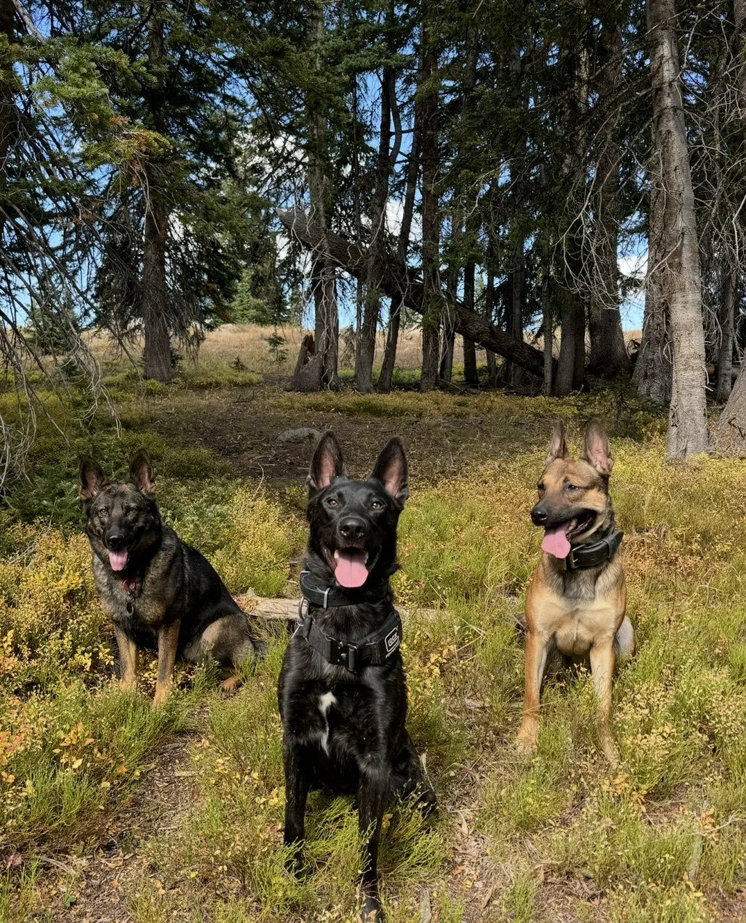 Board and Train immersive residential training at Top Paw K9 Academy