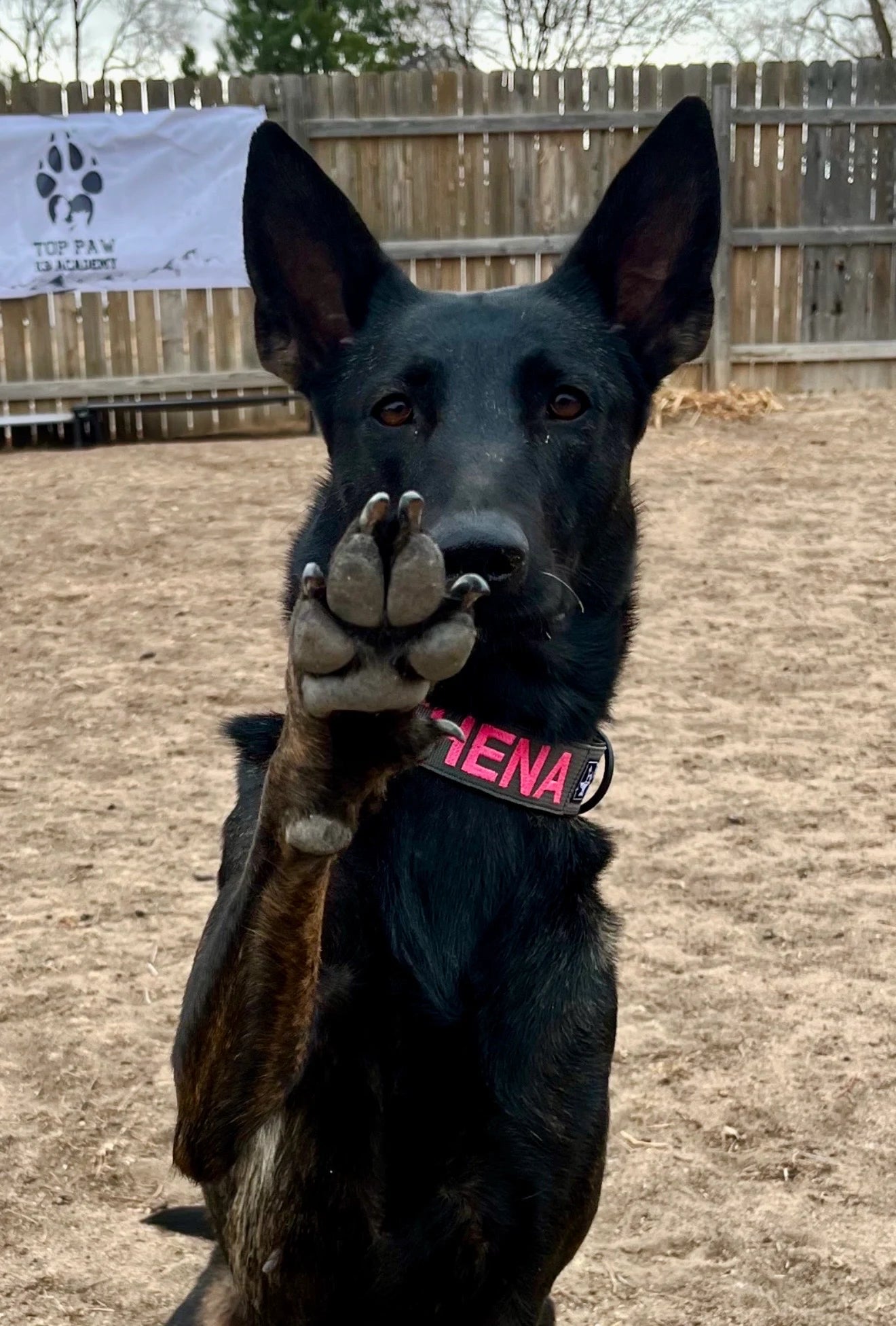 Trained black German Shepherd offering paw at Top Paw K9 Academy