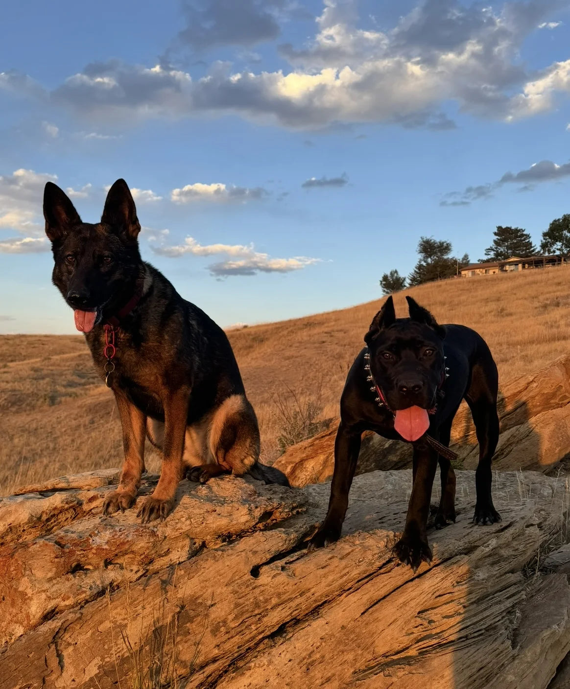 Play N' Train — structured daycare with purpose at Top Paw K9 Academy