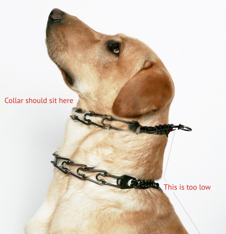Prong collar fit guide showing correct high placement and too-low placement