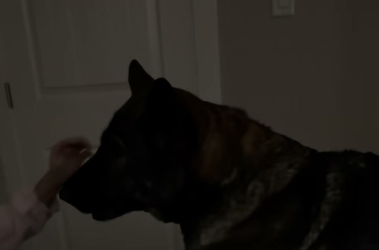 Stationary Kids, Stationary Dogs video thumbnail