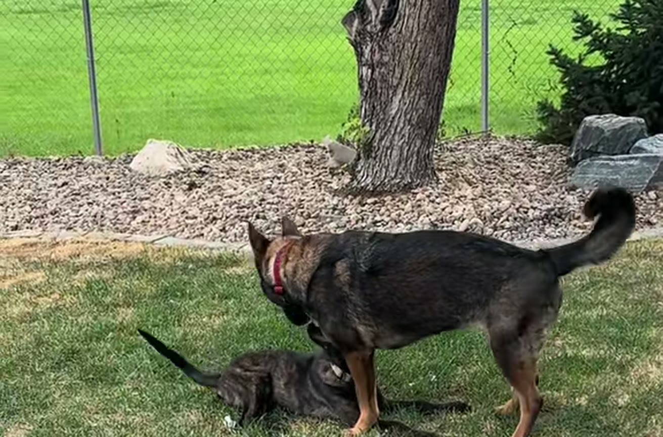 Reading Movement Between Dogs video thumbnail