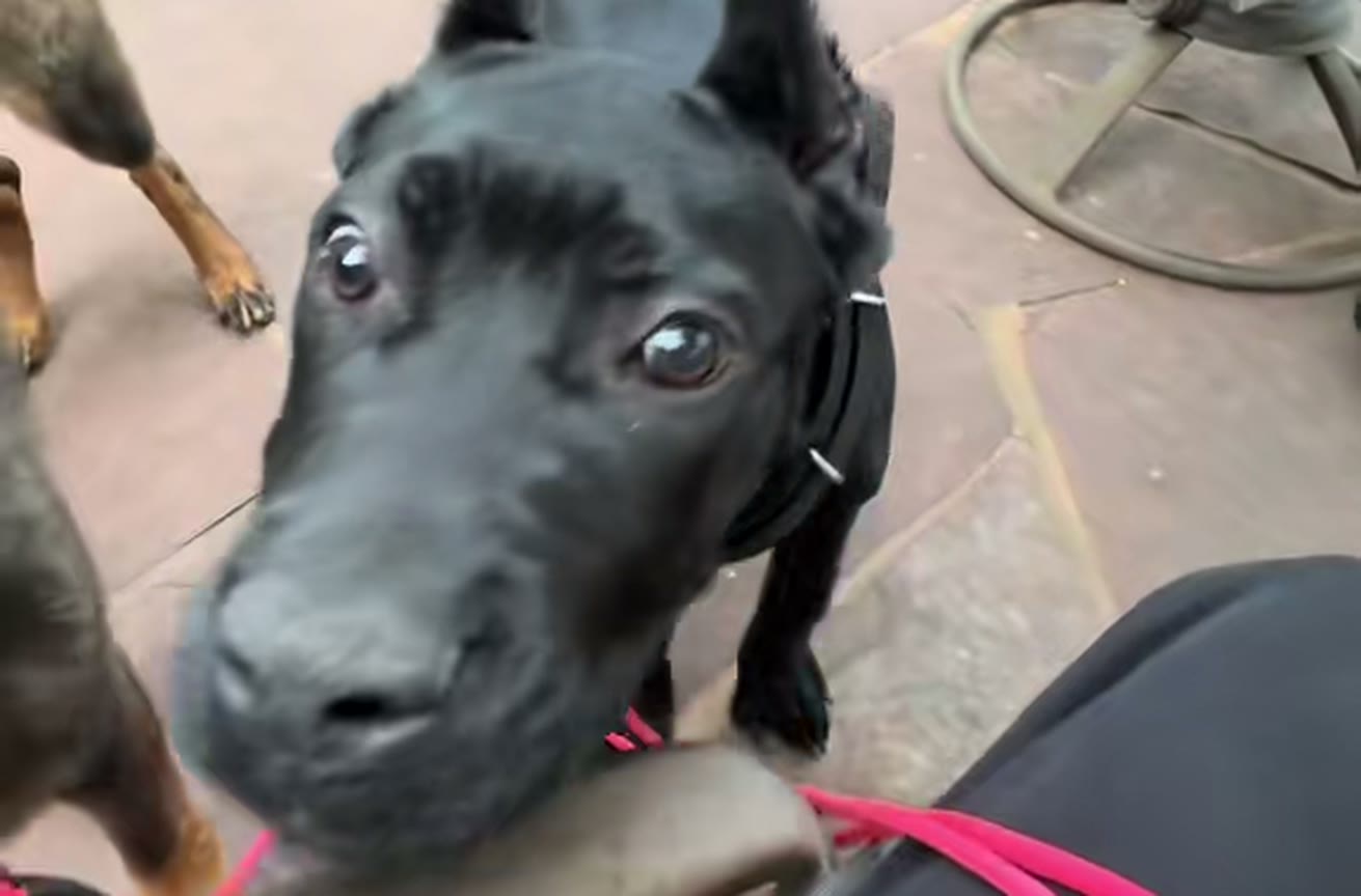 Leash Handling Reps video thumbnail